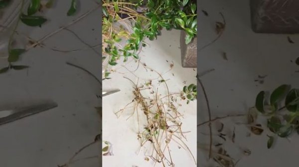 Columnea Gloriosa - Gold Fish Plant