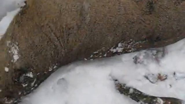 Охота Самец косули смотреть онлайн