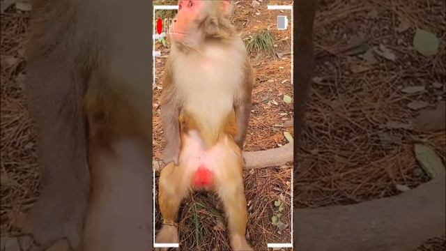 The Best of Monkey Videos - A Funny Monkeys Compilation Ep61 смотреть онлайн