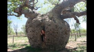 Дерево в форме сосуда- бутылочное дерево