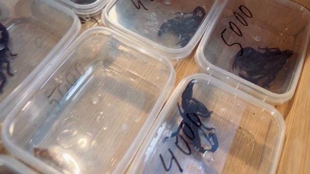 REPTILIUM 07.10.2023 МОСКВА. Выставка-продажа террариумных животных. Купил себе скорпиона ? смотреть онлайн
