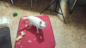 Что нужно ЗНАТЬ о содержании ЧЕРЕПАХ / Сухопутная черепаха кормление , уход , разведение