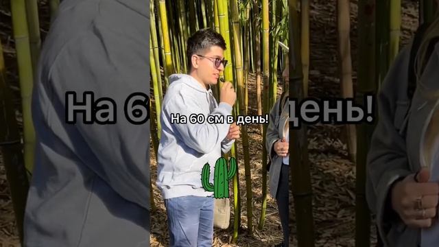 УСЛЫШАЛИ РОСТ БАМБУКА смотреть онлайн