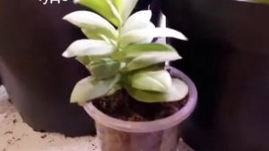 Паутинный клещ ?и Эустома комнатная?. Лечение