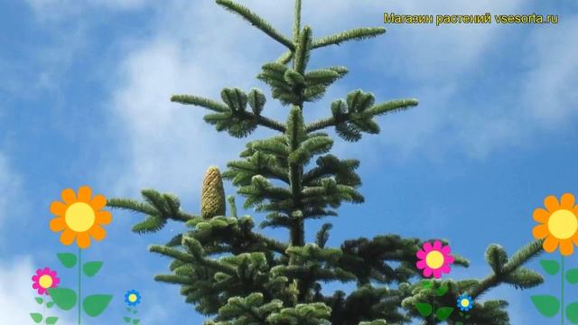 Пихта высокая. Краткий обзор: Пихта высокая описание характеристик, где купить саженцы abies procer смотреть онлайн