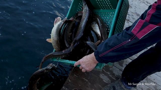 Зарыбление щукой. Озеро Трофей. 19 10 2023 смотреть онлайн