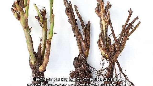 Роза Ангажемент смотреть онлайн