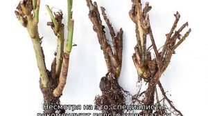 Роза Ангажемент