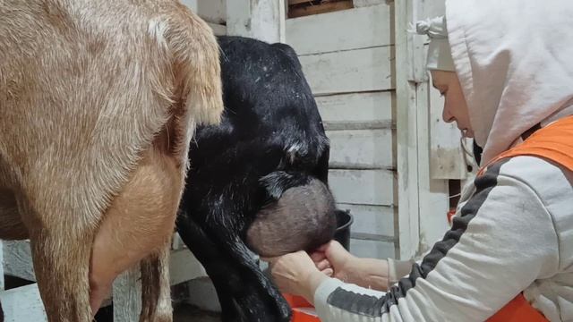 ОБРАЗЦОВОЕ ХОЗЯЙСТВО смотреть онлайн