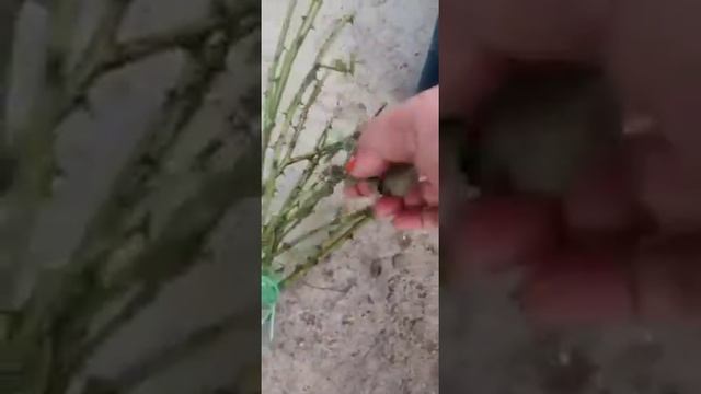 Совместная закупка роз осень 2021 состоялась. Организатор Татьяна Комиссарова! ??? смотреть онлайн