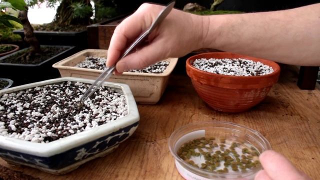 Starting an Acacia Bonsai from Seed, April 2016 смотреть онлайн