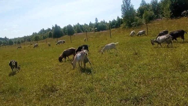 моё хозяйство/звери едят траву/выпас смотреть онлайн