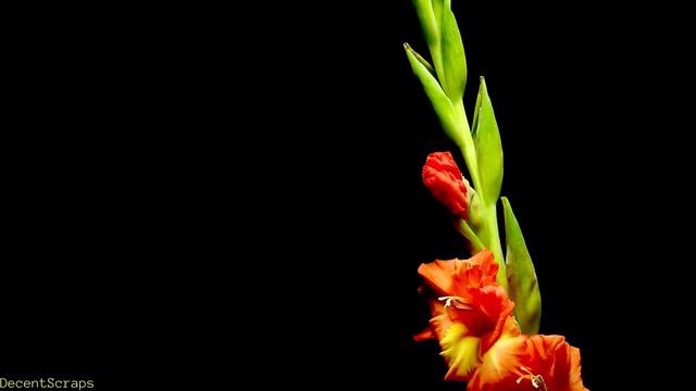 Gladiolus blooming, Time lapse смотреть онлайн