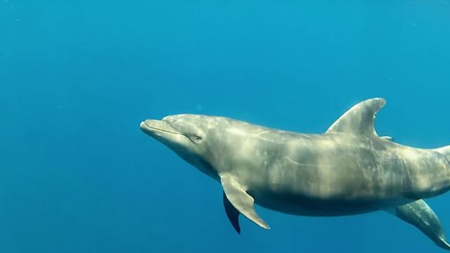 LB Films - Amazing Ocean Trailer