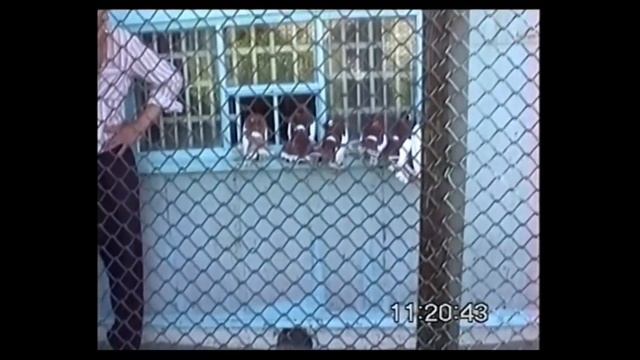 Статные голуби "Алтайские шалевые" братьев Стихаревых Владимира и Юрия, г. Барнаул, 1998г. смотреть онлайн