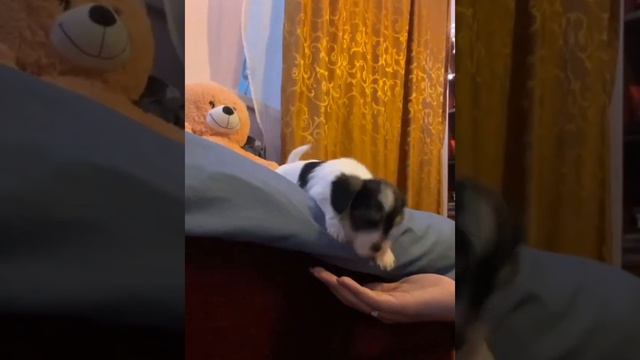 Йорк щенки смотреть онлайн