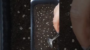 посадка семян на рассаду из свежего перца.