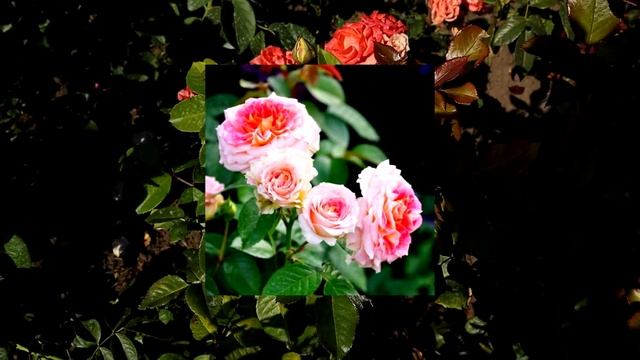 Новинка 2021 года - Роза Стрейзенд от Семена Алтая? Обманули - это Цезарь 1993 год... смотреть онлайн