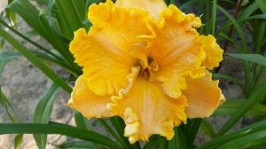 Лилейник Даймонд фор Дивас . Hemerocallis Diamonds for Divas .