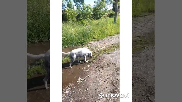У Лабрадора грязевые ванны, собака как поросёнок смотреть онлайн