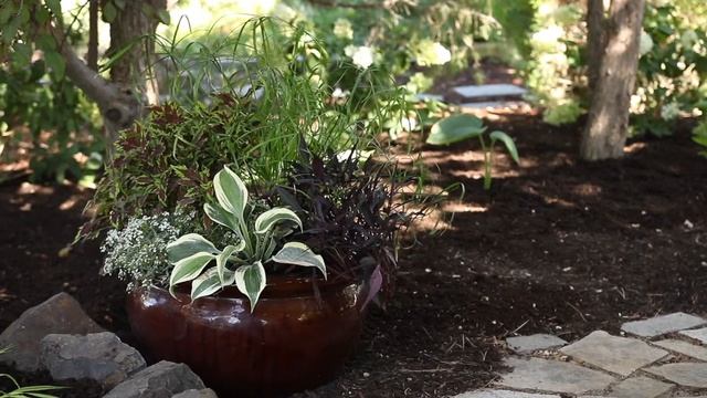 Autumn Frost Hosta смотреть онлайн