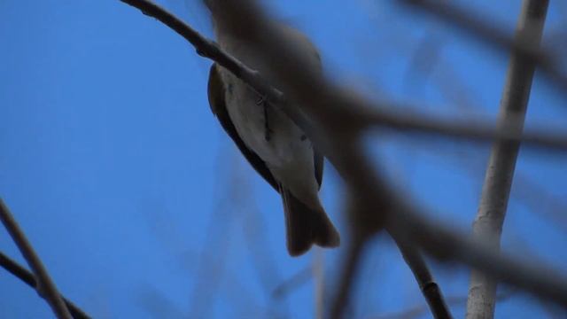 Глухая кукушка и пеночка теньковка. Голос. Гнездо. смотреть онлайн