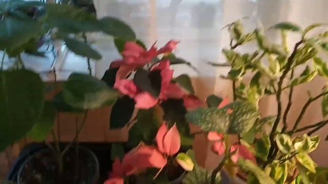 Выживание растений в январе смотреть онлайн