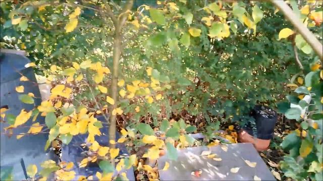 Осенняя обработка от грибковых заболеваний деревьев и кустарников смотреть онлайн