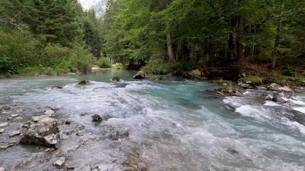 Природная терапия | Тропические леса умеренного климата со звуками животных | Be Relaxed