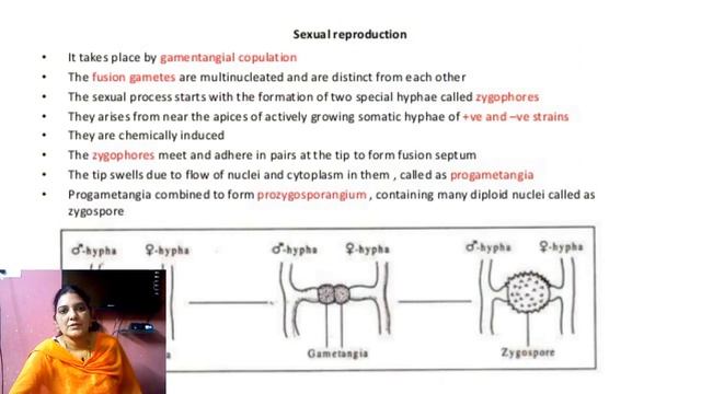 Mucor Life Cycle By Dr.T.Sreelatha Botany смотреть онлайн