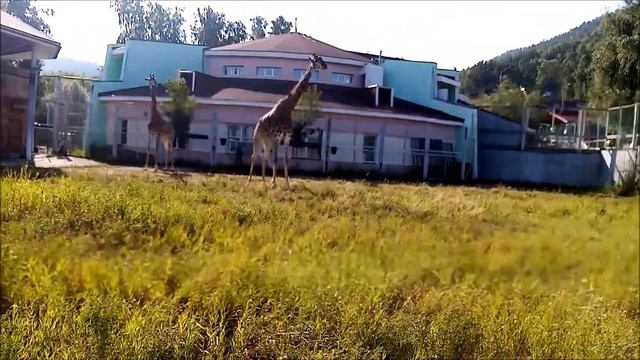 Красноярский парк "Роев ручей". Жирафы Фёкла и Принцесса 10.08.2022 смотреть онлайн