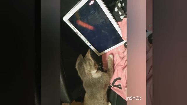 Кот играет на планшете смотреть онлайн