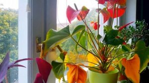 Цветок Антуриум: желтеют листья — что делать