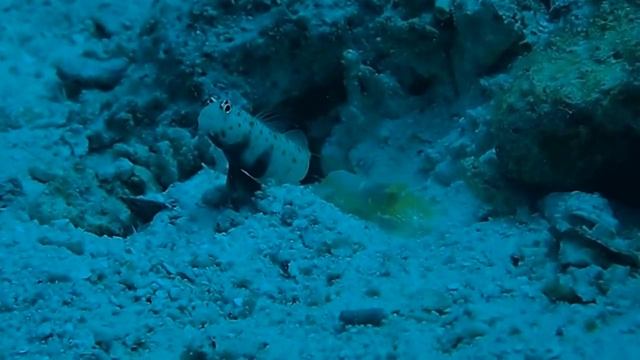 Бычок с симбиотической креветкой-щелкуном. Индонезия смотреть онлайн