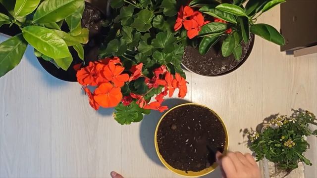 КАК ПОСАДИТЬ РОМАШКОВУЮ ХРИЗАНТЕМУ В ДОМАШНИХ УСЛОВИЯХ. смотреть онлайн