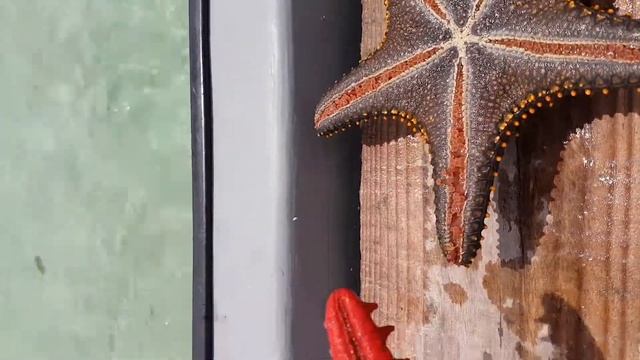 Морские звезды питаются морскими ежами, вы знали? смотреть онлайн