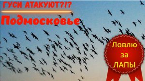 Разведка перед охотой на гуся в Московской области. Расстояние до гусей 10-15 метров.Шикарные налеты