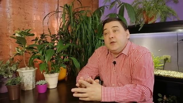 Спатифиллум уход. Расскажу, как ухаживать за ним в домашних условиях смотреть онлайн