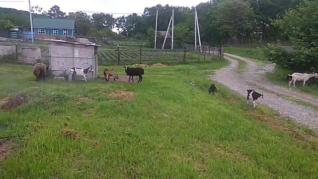 Моё маленькое стадо пасётся смотреть онлайн