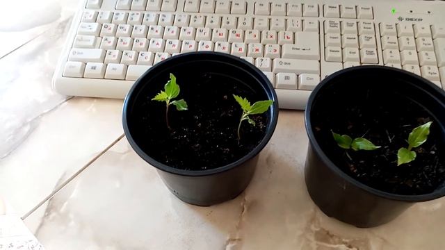 Размножение ВИНОГРАДА из КОСТОЧКИ. часть1. 16.03.2020г. смотреть онлайн