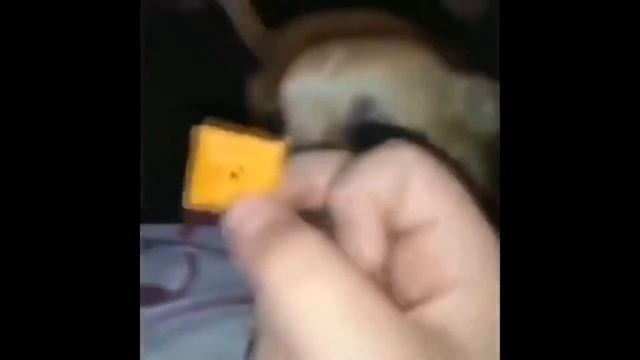 Perfectly Cut Screams 38 смотреть онлайн