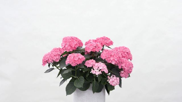 Kolster BV & Horteve Breeding Magical Hydrangea varieties 2020 #026 смотреть онлайн