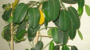 Почему желтеют листья у стефанотиса и что при этом делать.