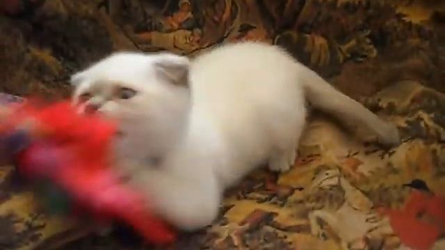 котенок с моторчиком смотреть онлайн