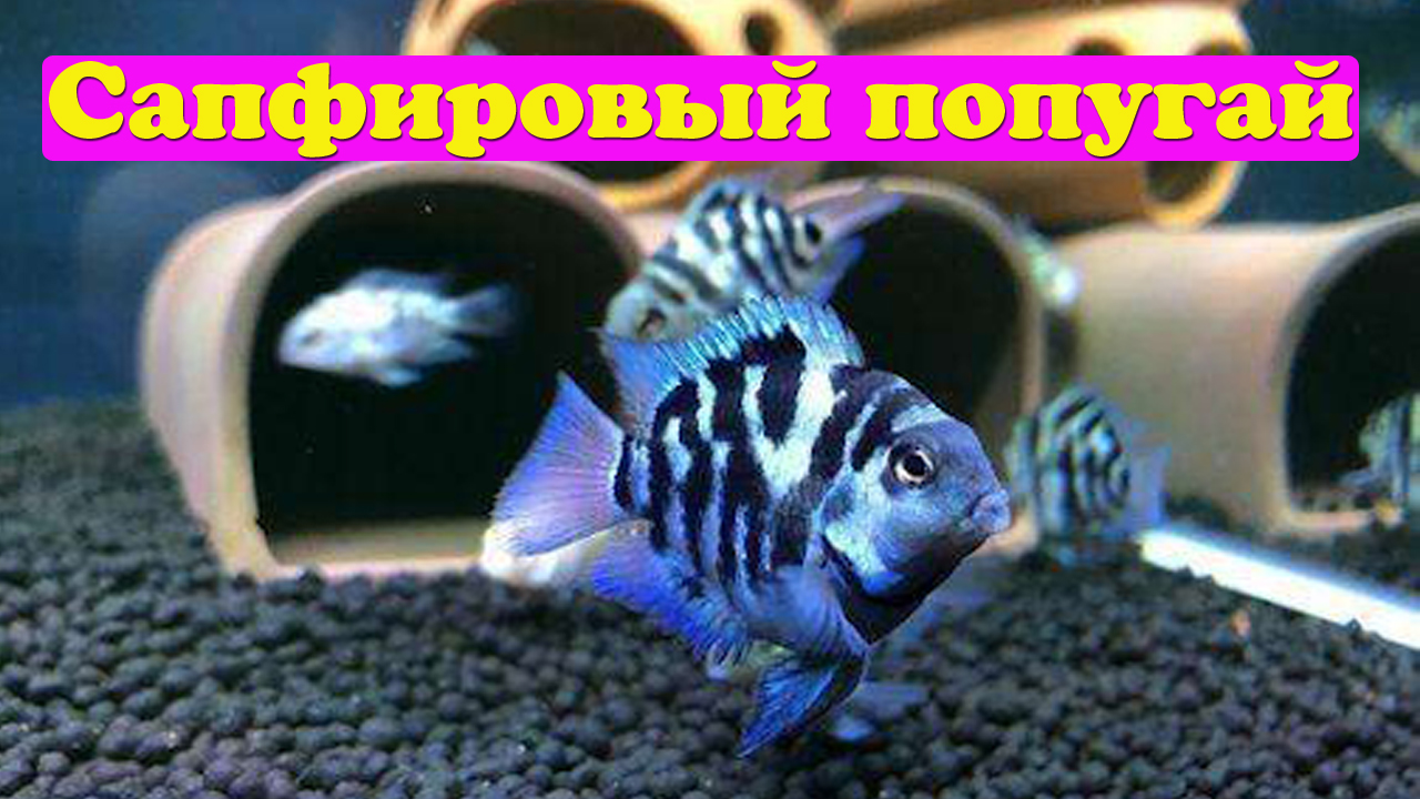 Цихлиды