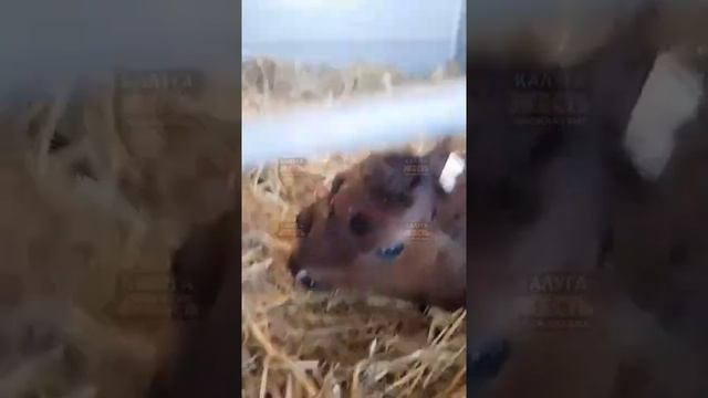 Двухголовый теленок родился в Калужской области смотреть онлайн