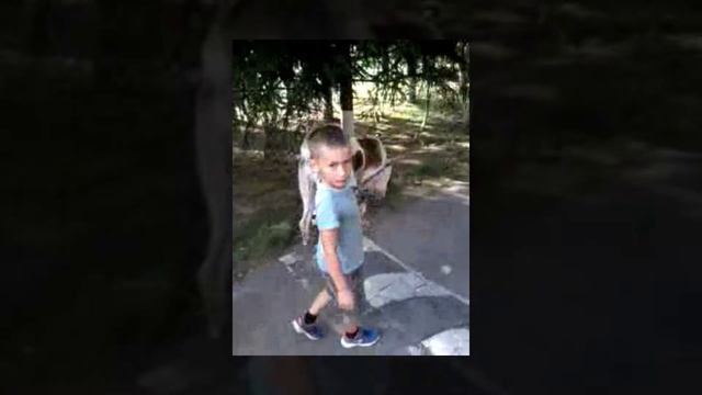 Гуляю с Алабаем смотреть онлайн