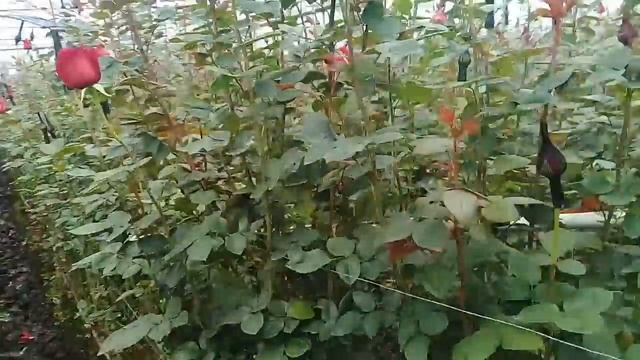 Сорт розы Freedom в теплице на Эквадорской плантации смотреть онлайн