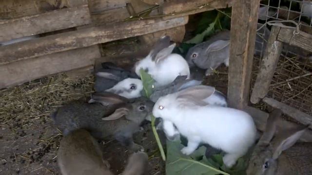 что любят кролики смотреть онлайн