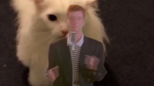 Never gonna Meow you up